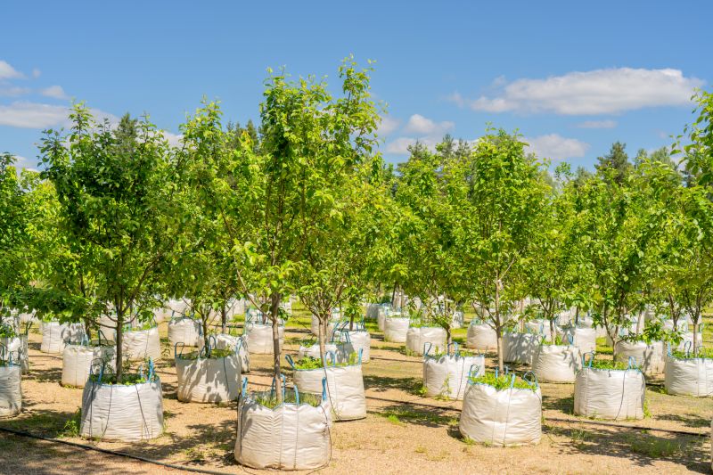 Tree Planting Services