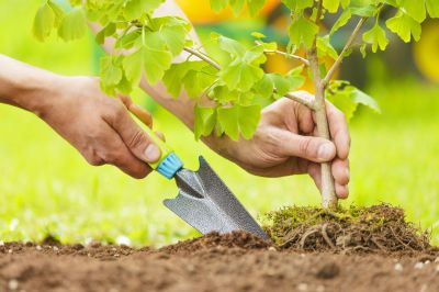 Tree Planting Services