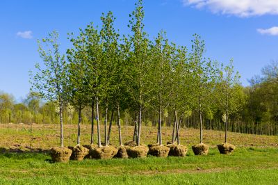 Tree Planting Services