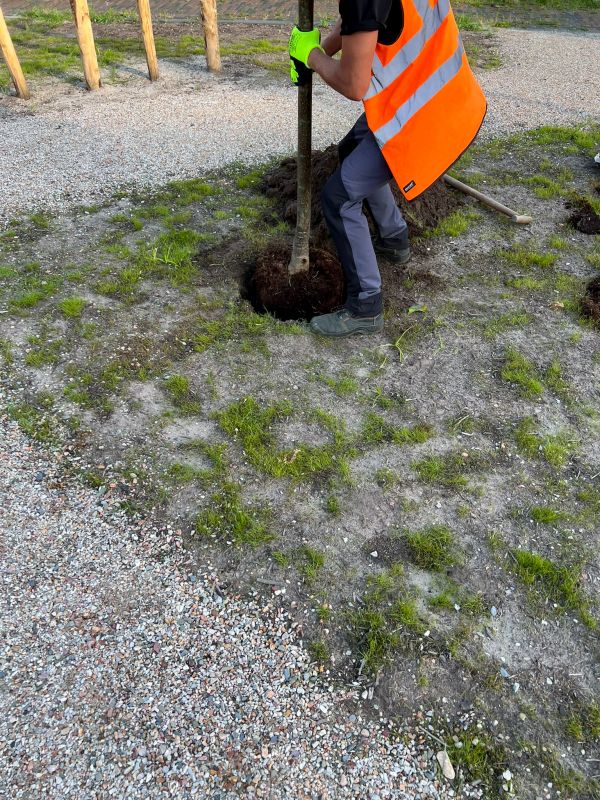 Tree Planting Services