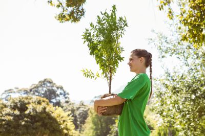 Tree Planting Services