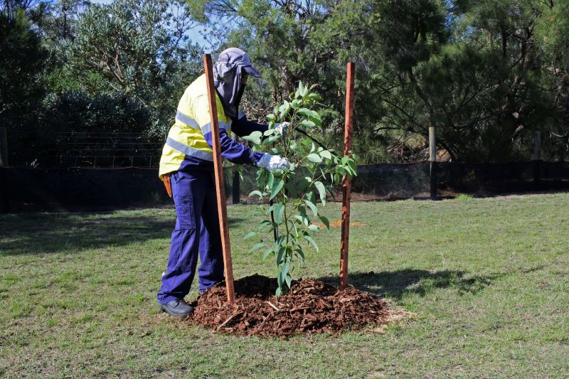 Tree Planting Services